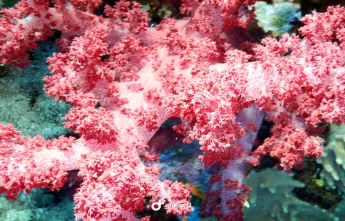 Divemaster